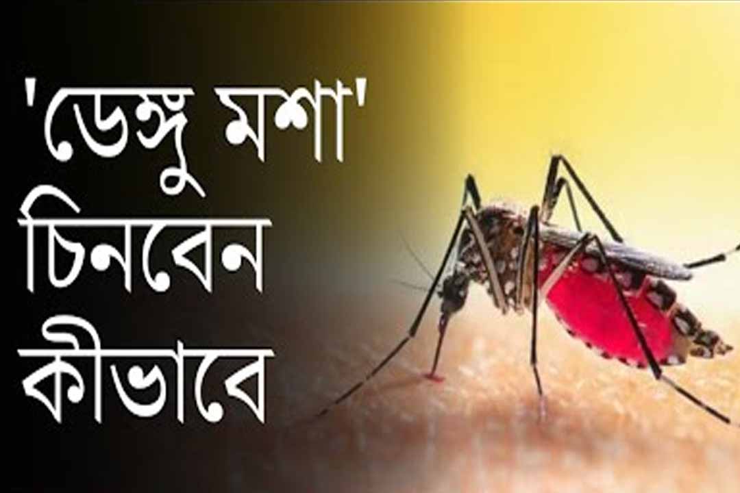 ডেঙ্গু (Dengue) এডিস মশা কামড়ালেই কী ডেঙ্গু হবে